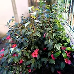Apartament Domus Mea